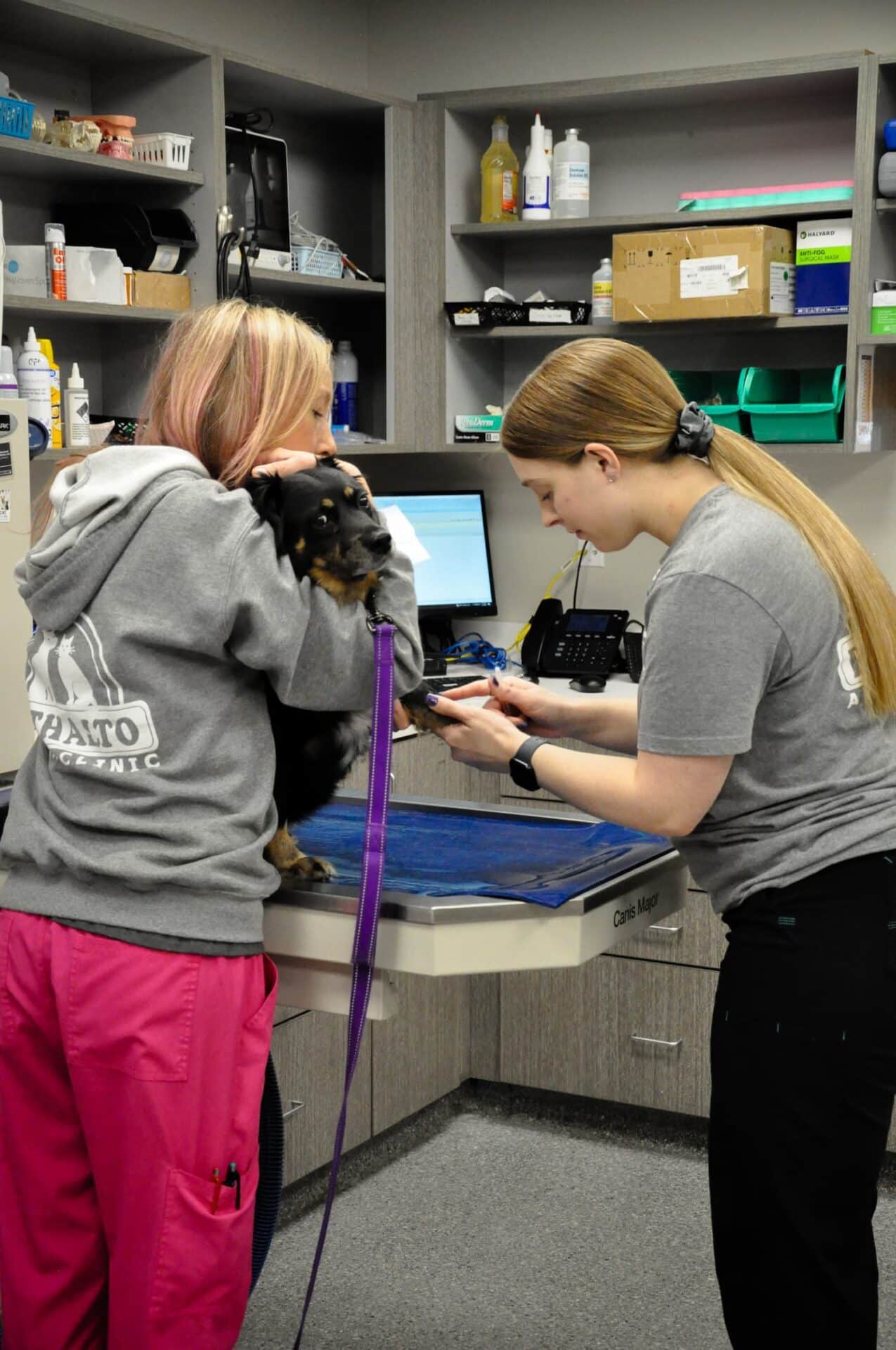 Two veterinary professionals examine a dog on an exam table in a veterinary clinic, with medical supplies visible in the background.