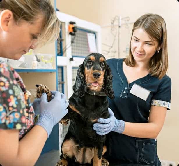 Two veterinary professionals examine a black and tan dog on an examination table in a veterinary clinic.